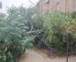 מנזקי מזג האוויר: עץ עצום נפל בשכונה ד', במזל אין נפגעים