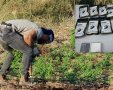 סחר בסמים, קנאביס. צילום: דוברות מג"ב