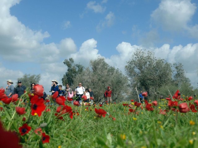 דרום אדום. קרדיט: דודו גרינשפן קק"ל