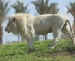 הפוגה של טבע ביום העצמאות: המדבריום בבאר שבע חוזר לפעילות מלאה