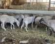 קרדיט: מג"ב
