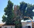בזכות התערבות אישית של רוביק: נמנעה כריתה לא חוקית של עץ בן 80 שנה בעיר העתיקה