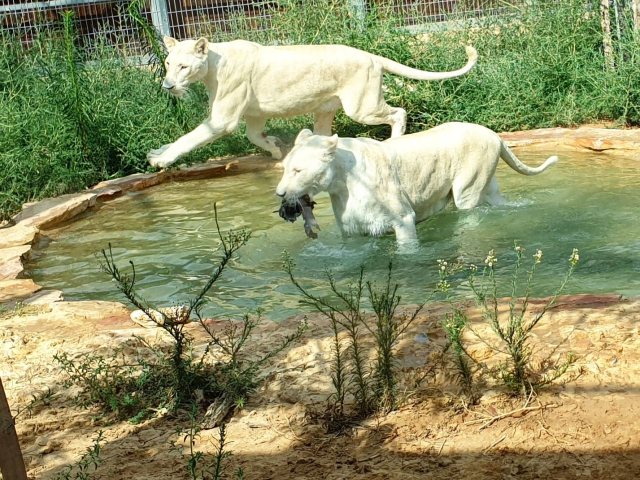 צילום: באדיבות נגב ZOO