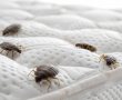 כל מה שצריך לדעת על ביצי פשפש המיטה 