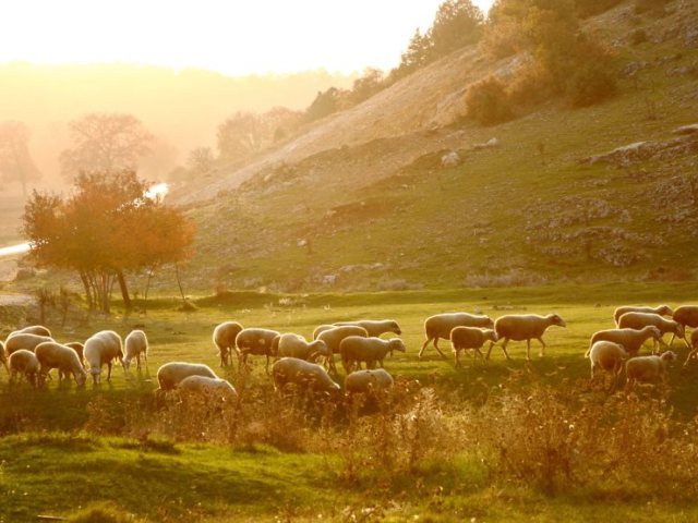 צילום: shutterstock אילוסטרציה