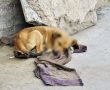 תושב באר שבע נעצר בחשד להתעללות והריגה של כלבים