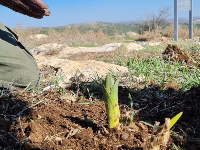 קרדיט צילום פולה כהן קהילה ויער קק״ל 