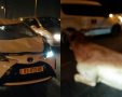 תאונה עם פרה ביציאה מבאר שבע. צילום ללא קרדיט