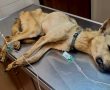 אין גבול לאטימות: החשוד בהתעללות בכלבים בבאר שבע שוחרר לביתו